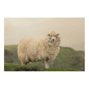 Die Shetlandinseln-Schafe Holzdruck