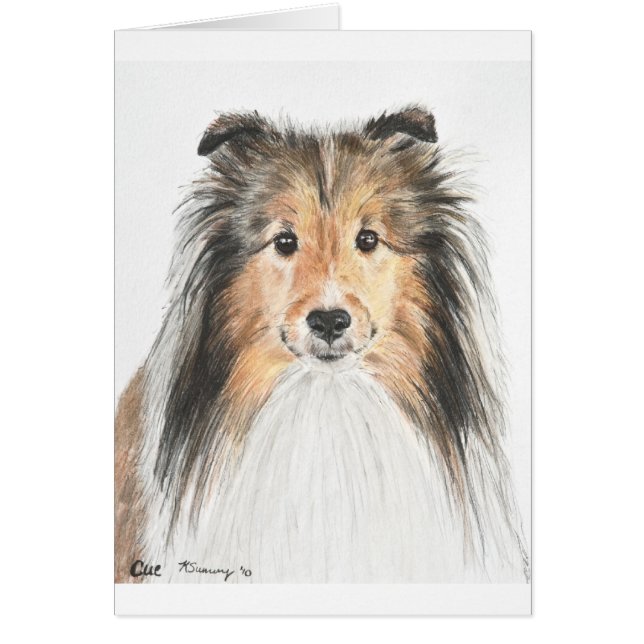 Die Shetlandinseln-Schäferhund (Vorne)