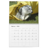 Die Shetlandinseln-Schäferhund-Agility-Kalender Kalender (Feb 2026)