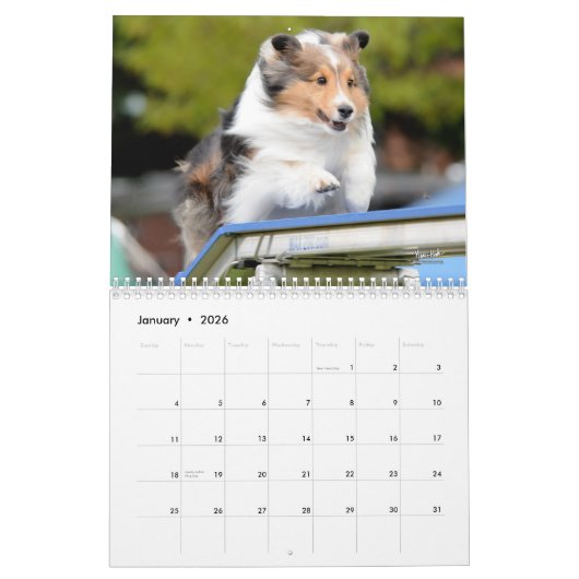 Die Shetlandinseln-Schäferhund-Agility-Kalender Kalender (Jan 2026)