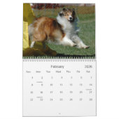 Die Shetlandinseln-Schäferhund-Agility-Kalender Kalender (Feb 2026)