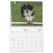 Die Shetlandinseln-Schäferhund-Agility-Kalender Kalender (Mär 2026)