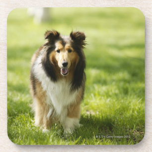 Die Shetlandinseln-Schäferhund, der auf das Gras Getränkeuntersetzer