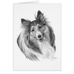 Die Shetlandinseln-Schäferhund, der durch Glenda
