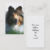 Die Shetlandinseln-Schäferhund-Visitenkarten Visitenkarte (Vorne/Hinten)