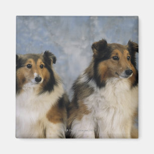 Die Shetlandinseln-Schäferhunde Magnet