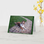 Die Shetlandinseln-Schäferhunde oder Sheltie Gruß, Karte (Gelbe Blume)