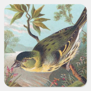 Die Siskin Vintage Vogel-Illustration Quadratischer Aufkleber