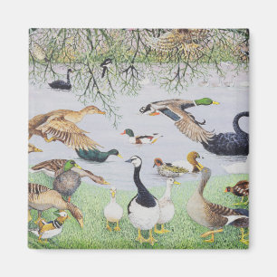 Die sonderbare Ente Magnet