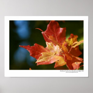 Die Sonne aufsaugen Poster