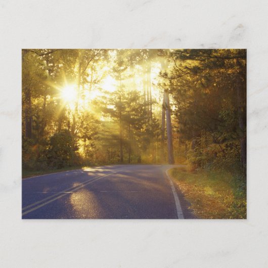Die Sonne bricht durch den Wald auf eine Straße Postkarte (Vorderseite)