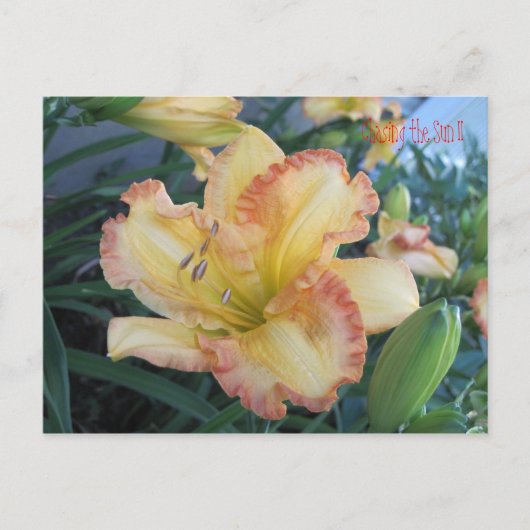 Die Sonne II zu verfolgen, die Sonne II zu verfolg Postkarte (Vorderseite)