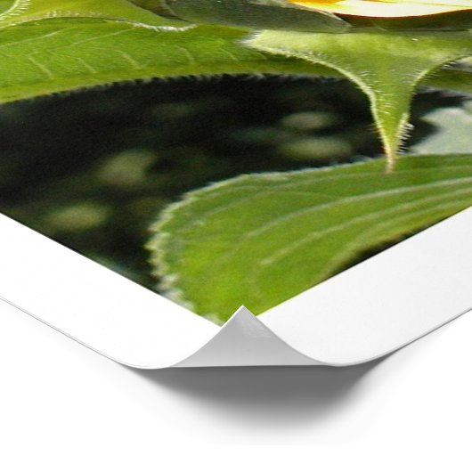 Die Sonnenblume Poster (Ecke)