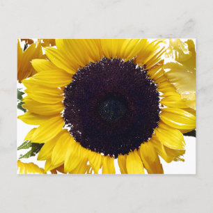 Die Sonnenblume Postkarte