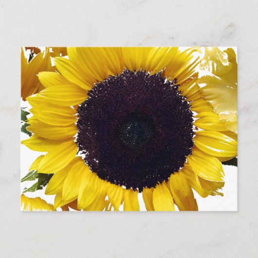 Die Sonnenblume Postkarte (Vorderseite)