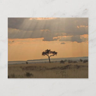 Die Sonnenstrahlen, die durch die Nachmittagssonne Postkarte