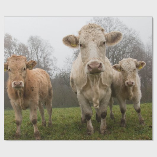 Die sonnige Herde der Kühe in der Weide Geschenkpapier (Flach)