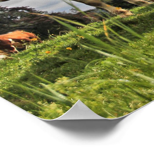 Die sonnige Herde der Kühe in der Weide Poster (Ecke)