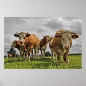 Die sonnige Herde der Kühe in der Weide Poster (Vorne)