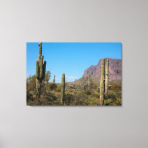 Die Sonora-Wüste von Arizona