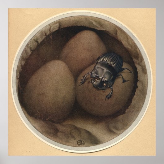 DIE SPANISCHEN COPRIS - Insektenbuch-Illustration Poster (Vorne)