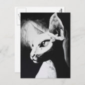 Die sphynx haarlose Katze Schwarz & Weiß Originell Postkarte (Vorne/Hinten)
