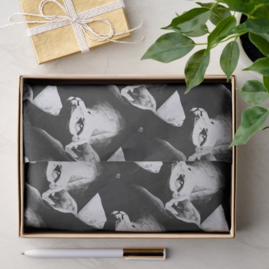 Die Sphynx Katzeunbehaartes Seidenpapier (Geschenk)