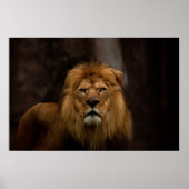 Die Stare Poster (Vorne)