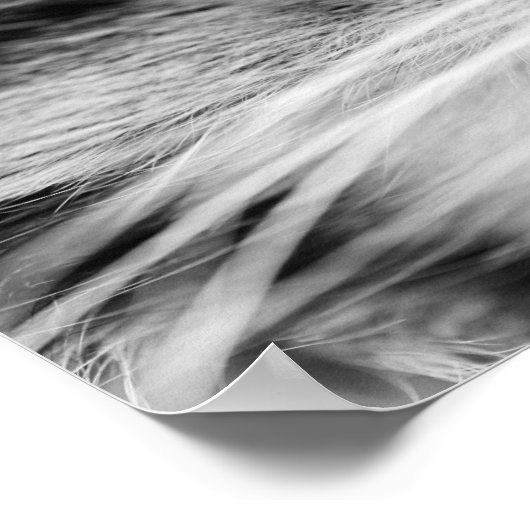 Die Stare Poster (Ecke)