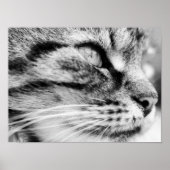 Die Stare Poster (Vorne)