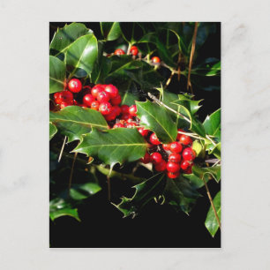 Die Stechpalme und der Efeu Postkarte