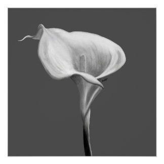 Die stille Blüte — Schwarze und weiße Calla-Lilie Poster
