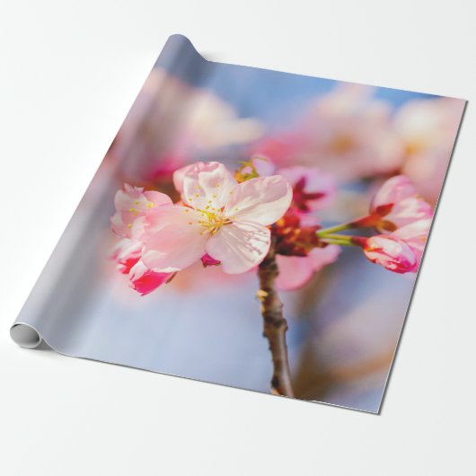 Die strahlende Schönheit der rosa Sakura-Blume Geschenkpapier (Ungerollt)