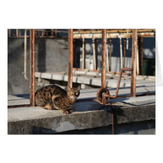 Die stürmische Katze