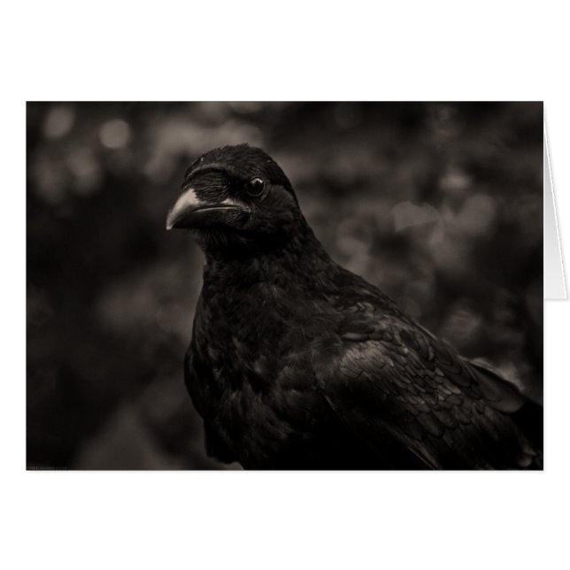 Die Suche (Vorderseite (Horizontal))