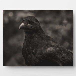 Die Suche Fotoplatte