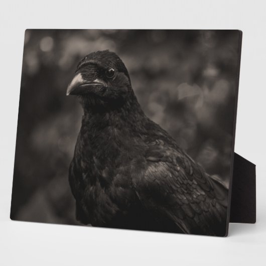 Die Suche Fotoplatte (Seite)