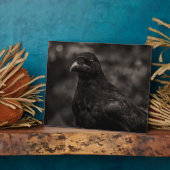 Die Suche Fotoplatte (Seite)