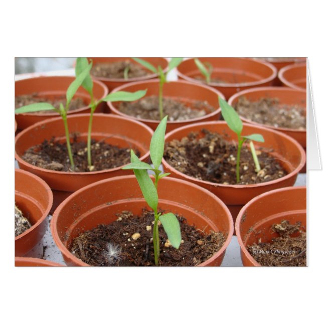 Die Suche nach der Sonne (Vorderseite (Horizontal))