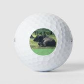 Die Sutter Buttes Mountain bietet den Bull Foto Go Golfball (Vorderseite)