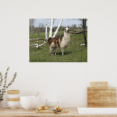 DIE TÄGLICHE LLAMA POSTER (Küche)