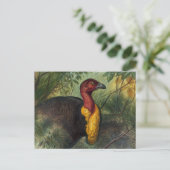 Die Talegalla von Joseph Wolf Postkarte (Stehend Vorderseite)