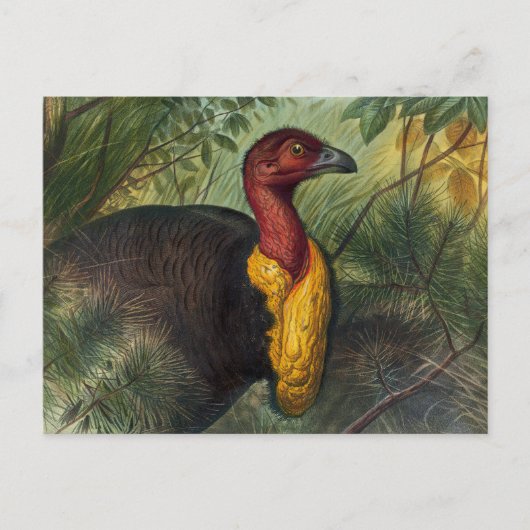 Die Talegalla von Joseph Wolf Postkarte (Vorderseite)