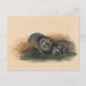 Die Tasmanische Wombat von Joseph Wolf Postkarte (Vorderseite)