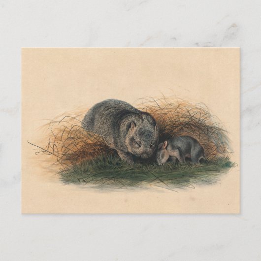 Die Tasmanische Wombat von Joseph Wolf Postkarte (Vorderseite)