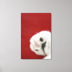 Die Tatze der Katze Leinwanddruck
