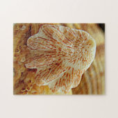 Die Tatzen-Muschel-Puzzlespiel des Kätzchens Puzzle (Horizontal)