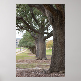 Die Texas A&M Bäume Poster