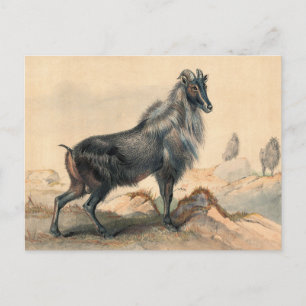 Die Thar Goat von Joseph Wolf Postkarte