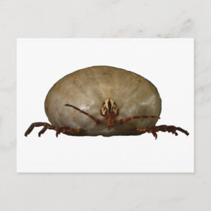 Die Tick Postkarte